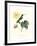 Hummingbird and Bloom I-Mulsant & Verreaux-Framed Art Print