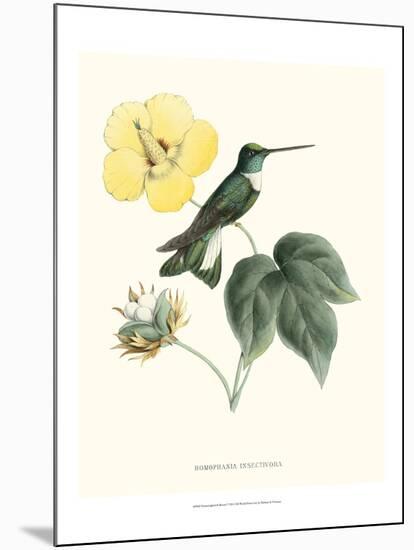 Hummingbird and Bloom I-Mulsant & Verreaux-Mounted Art Print