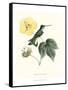 Hummingbird and Bloom I-Mulsant & Verreaux-Framed Stretched Canvas