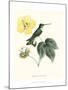 Hummingbird and Bloom I-Mulsant & Verreaux-Mounted Art Print