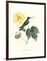 Hummingbird and Bloom I-Mulsant & Verreaux-Framed Art Print