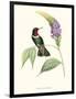 Hummingbird and Bloom II-Mulsant & Verreaux-Framed Art Print