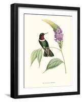 Hummingbird and Bloom II-Mulsant & Verreaux-Framed Art Print