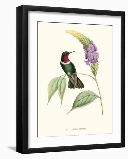 Hummingbird and Bloom II-Mulsant & Verreaux-Framed Art Print