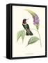 Hummingbird and Bloom II-Mulsant & Verreaux-Framed Stretched Canvas