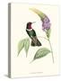 Hummingbird and Bloom II-Mulsant & Verreaux-Stretched Canvas