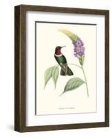 Hummingbird and Bloom II-Mulsant & Verreaux-Framed Art Print