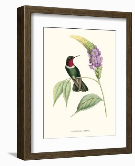 Hummingbird and Bloom II-Mulsant & Verreaux-Framed Art Print