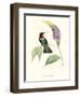 Hummingbird and Bloom II-Mulsant & Verreaux-Framed Art Print