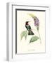 Hummingbird and Bloom II-Mulsant & Verreaux-Framed Art Print