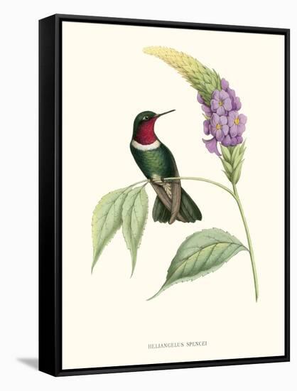 Hummingbird and Bloom II-Mulsant & Verreaux-Framed Stretched Canvas