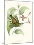 Hummingbird and Bloom III-Mulsant & Verreaux-Mounted Art Print