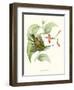 Hummingbird and Bloom III-Mulsant & Verreaux-Framed Art Print