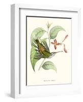 Hummingbird and Bloom III-Mulsant & Verreaux-Framed Art Print