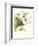 Hummingbird and Bloom III-Mulsant & Verreaux-Framed Art Print