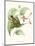 Hummingbird and Bloom III-Mulsant & Verreaux-Mounted Art Print