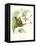 Hummingbird and Bloom III-Mulsant & Verreaux-Framed Stretched Canvas