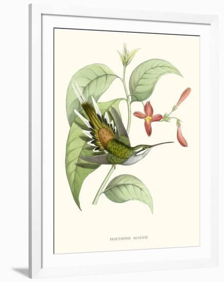 Hummingbird and Bloom III-Mulsant & Verreaux-Framed Art Print