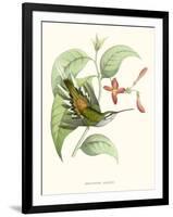 Hummingbird and Bloom III-Mulsant & Verreaux-Framed Art Print