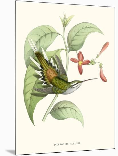 Hummingbird and Bloom III-Mulsant & Verreaux-Mounted Art Print