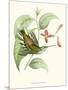 Hummingbird and Bloom III-Mulsant & Verreaux-Mounted Art Print