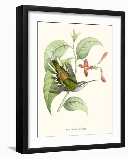 Hummingbird and Bloom III-Mulsant & Verreaux-Framed Art Print