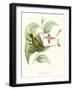 Hummingbird and Bloom III-Mulsant & Verreaux-Framed Art Print