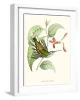 Hummingbird and Bloom III-Mulsant & Verreaux-Framed Art Print