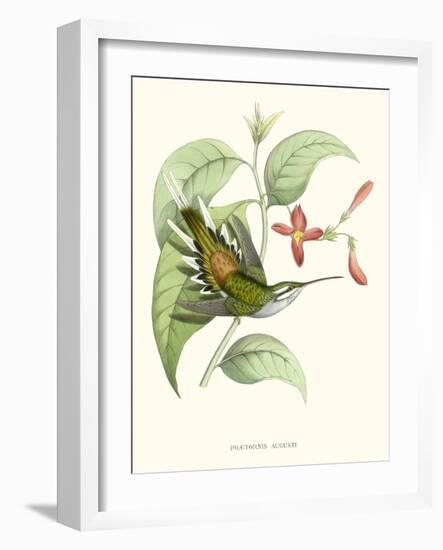 Hummingbird and Bloom III-Mulsant & Verreaux-Framed Art Print