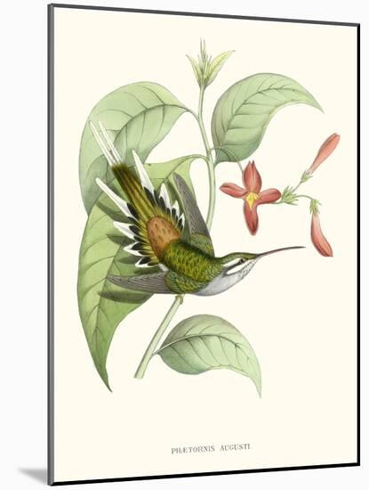 Hummingbird and Bloom III-Mulsant & Verreaux-Mounted Art Print