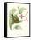 Hummingbird and Bloom III-Mulsant & Verreaux-Framed Stretched Canvas