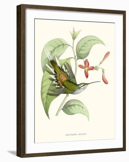 Hummingbird and Bloom III-Mulsant & Verreaux-Framed Art Print