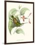 Hummingbird and Bloom III-Mulsant & Verreaux-Framed Art Print