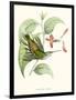 Hummingbird and Bloom III-Mulsant & Verreaux-Framed Art Print