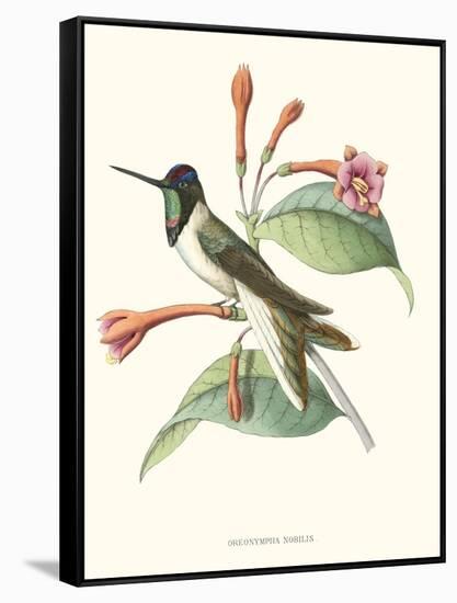 Hummingbird and Bloom IV-Mulsant-Framed Stretched Canvas