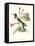 Hummingbird and Bloom IV-Mulsant-Framed Stretched Canvas