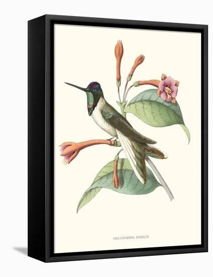 Hummingbird and Bloom IV-Mulsant-Framed Stretched Canvas