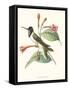 Hummingbird and Bloom IV-Mulsant-Framed Stretched Canvas