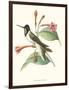 Hummingbird and Bloom IV-Mulsant-Framed Art Print