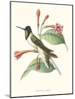 Hummingbird and Bloom IV-Mulsant-Mounted Art Print