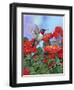 Hummingbird and Flower 2-William Vanderdasson-Framed Premium Giclee Print