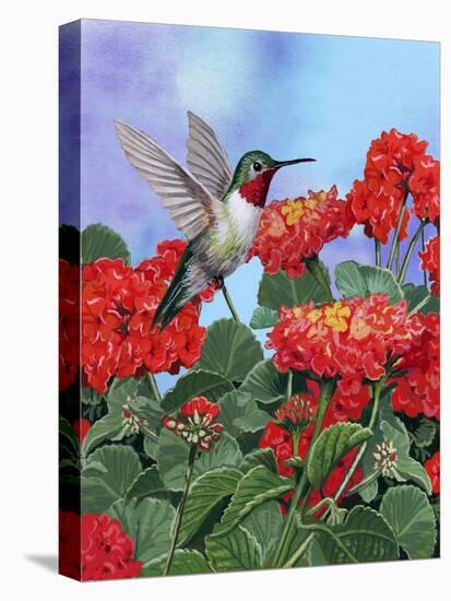 Hummingbird and Flower 2-William Vanderdasson-Stretched Canvas