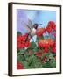 Hummingbird and Flower 2-William Vanderdasson-Framed Giclee Print