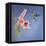 Hummingbird and Lily-Rusty Frentner-Framed Stretched Canvas