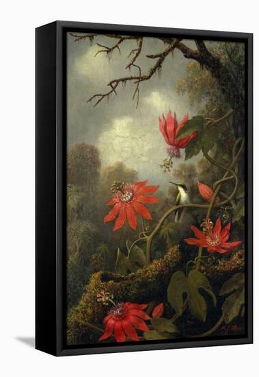 Hummingbird and Passionflowers, c.1875–85-Martin Johnson Heade-Framed Stretched Canvas