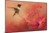 Hummingbird and Peach Hibiscus-Jai Johnson-Mounted Giclee Print
