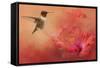 Hummingbird and Peach Hibiscus-Jai Johnson-Framed Stretched Canvas