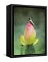 Hummingbird and the Lotus Flower-Jai Johnson-Framed Stretched Canvas