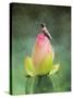 Hummingbird and the Lotus Flower-Jai Johnson-Stretched Canvas