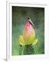 Hummingbird and the Lotus Flower-Jai Johnson-Framed Giclee Print